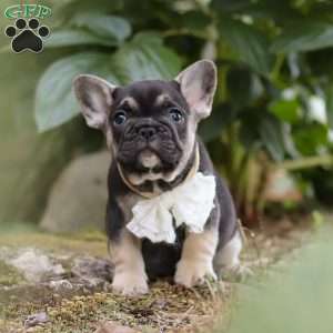 Peirre, French Bulldog Puppy